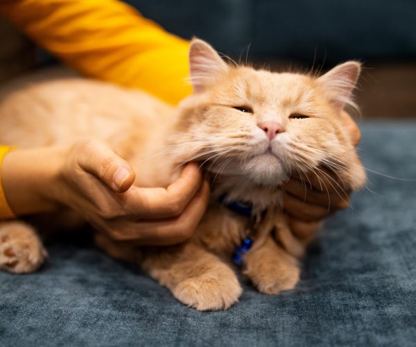 Purr-fect Care: How To Keep Your Cat Happy, Healthy, And Thriving