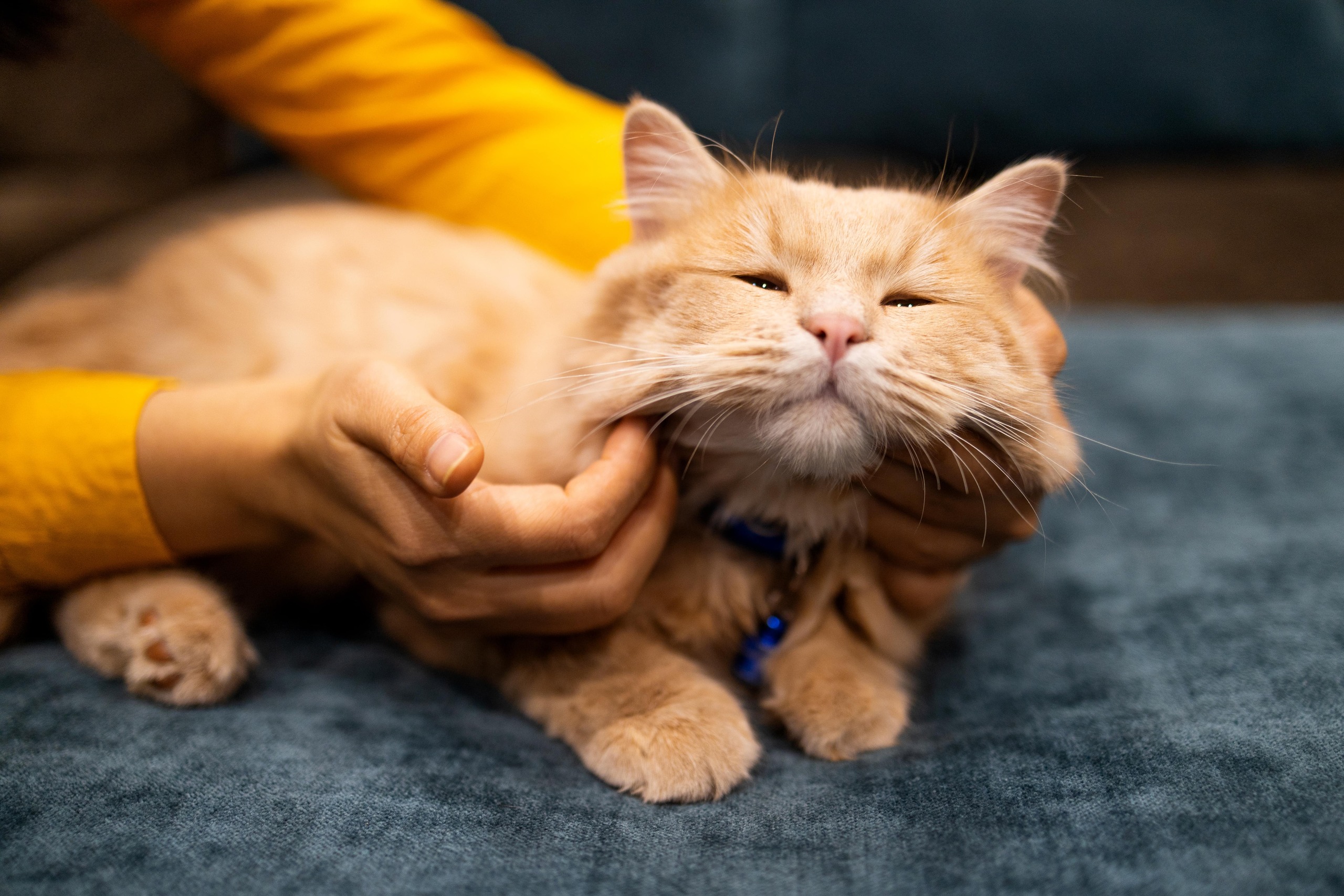 Purr-fect Care: How To Keep Your Cat Happy, Healthy, And Thriving