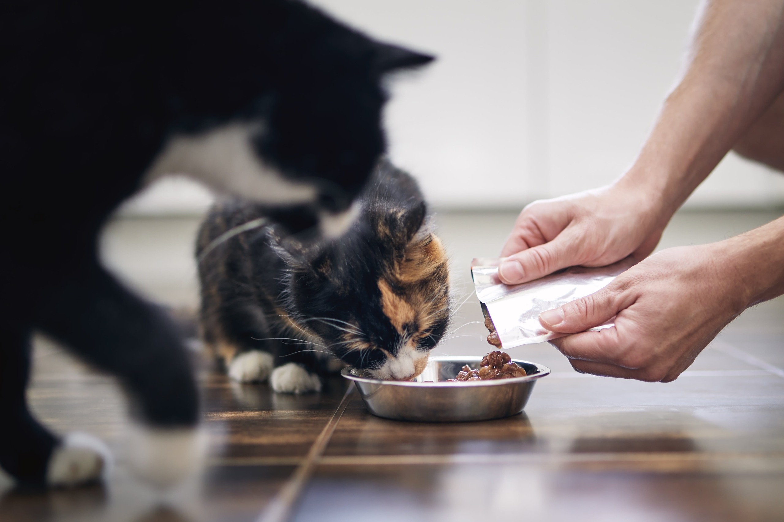 Feeding Your Feline Nutrition Tips for Optimal Health